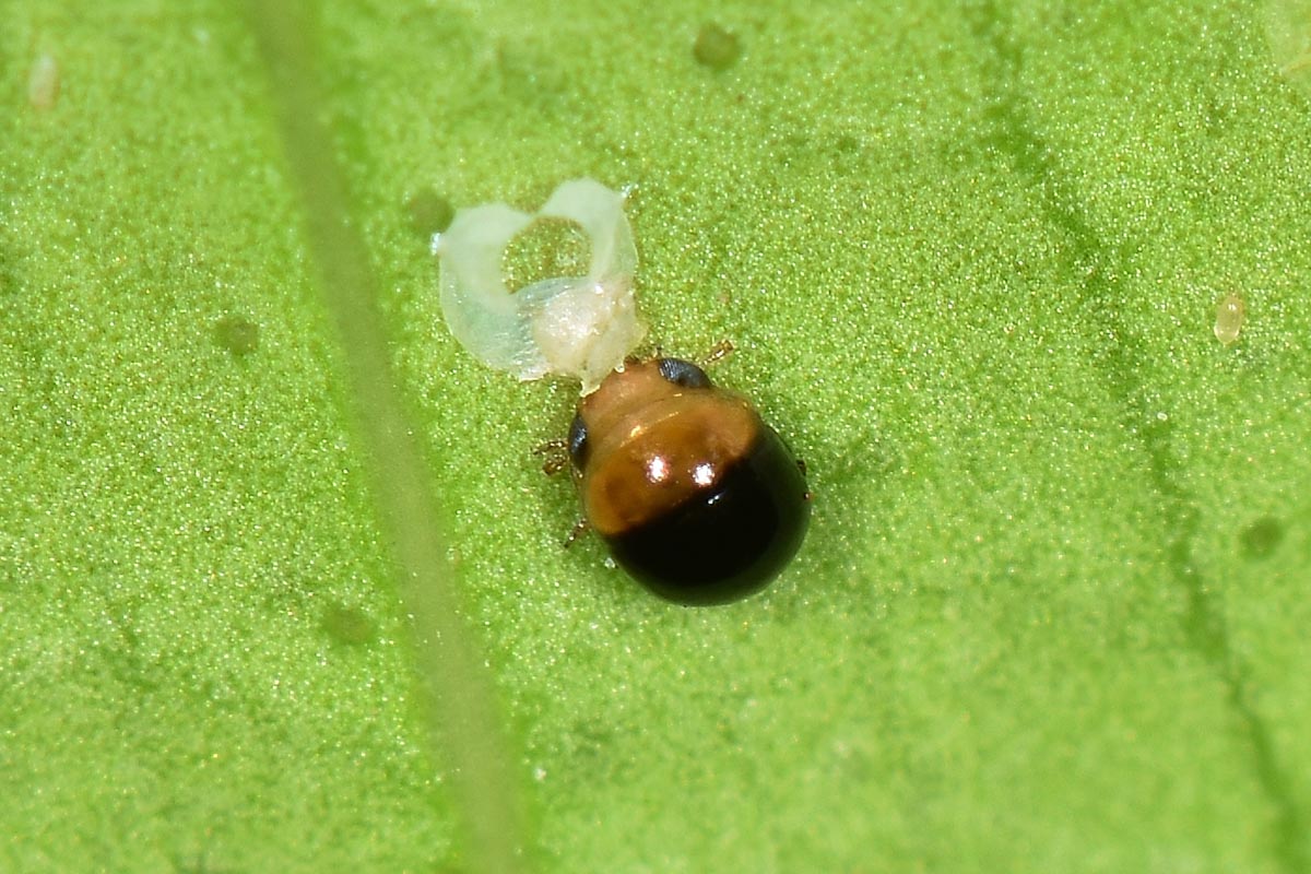 Aleyrodidae: Aleurocanthus spiniferus?  S, con stadi giovanili da det.